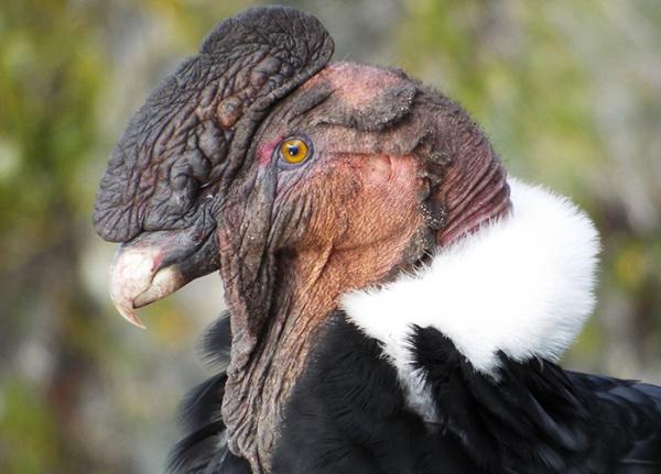 andean condor.jpg