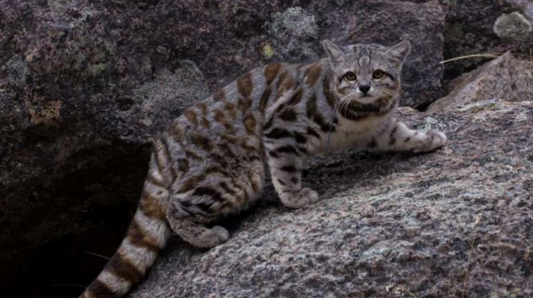 Andean mountain cat 2.jpg