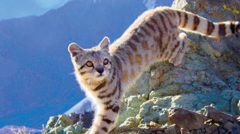 Andean Mountain Cat (EN).jpg