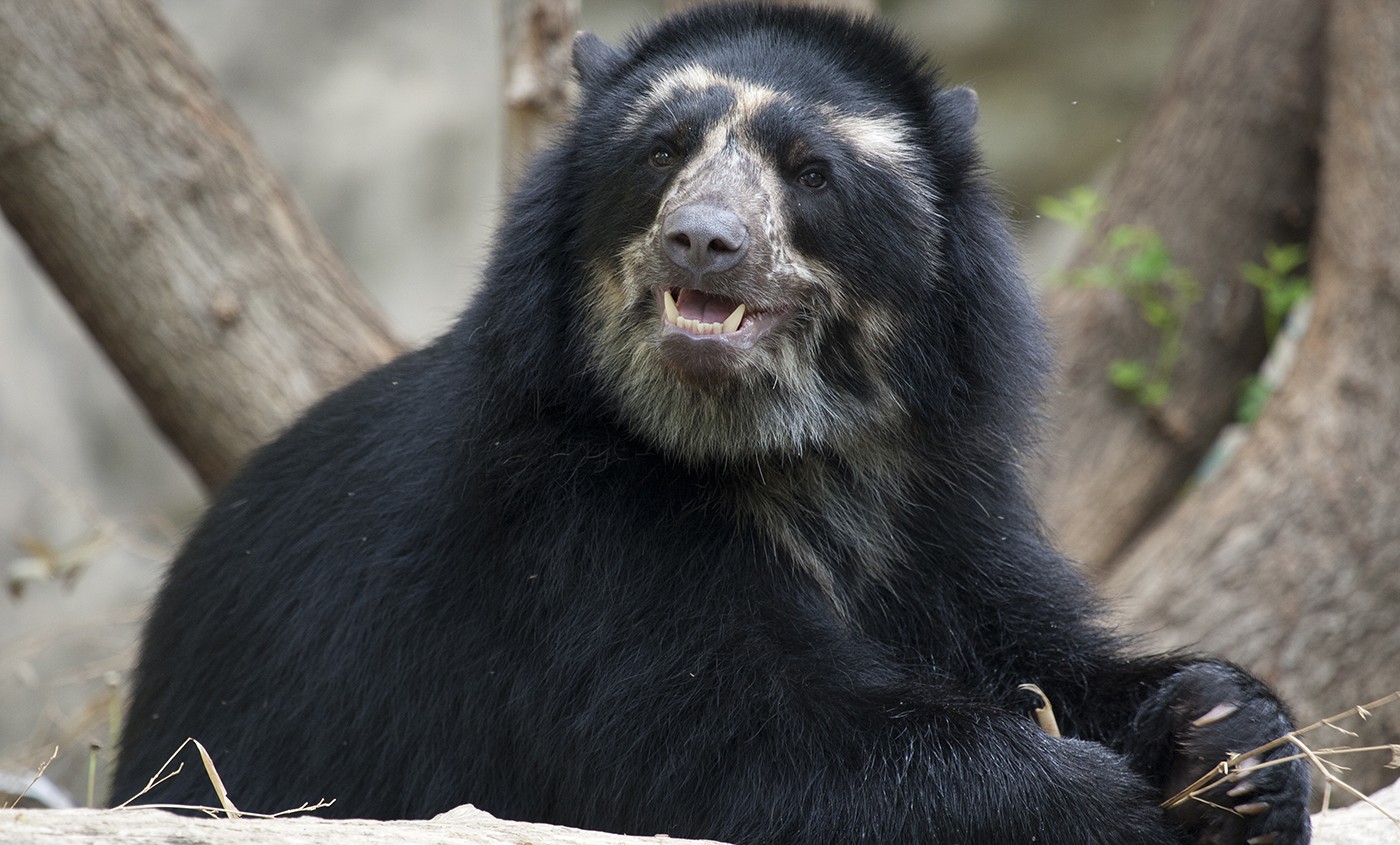 andeanbear-006.jpg