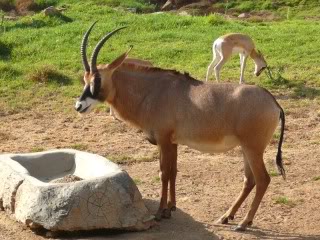 Angola-Pferdeantilope.jpg