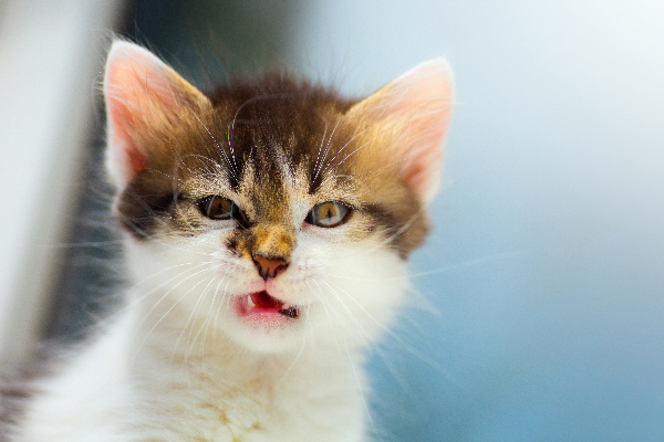 Angry-cat-sound-and-body-language.jpg