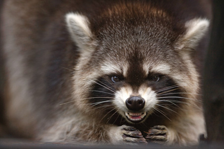 angry-raccoon.jpeg