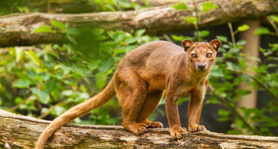 animal-gallery_fossa.jpg
