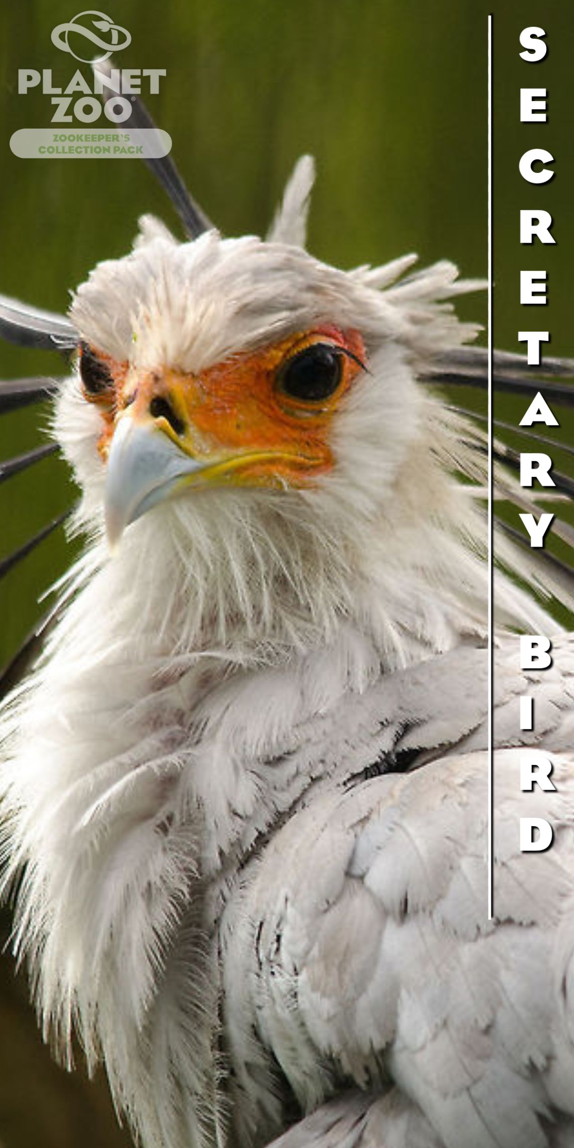 Animal Poster-3.jpg