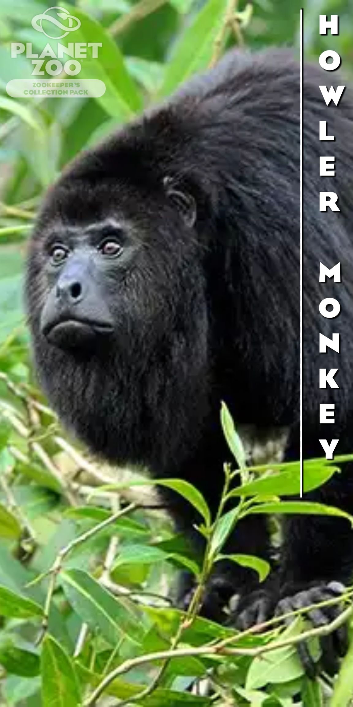 Animal Poster-5.jpg