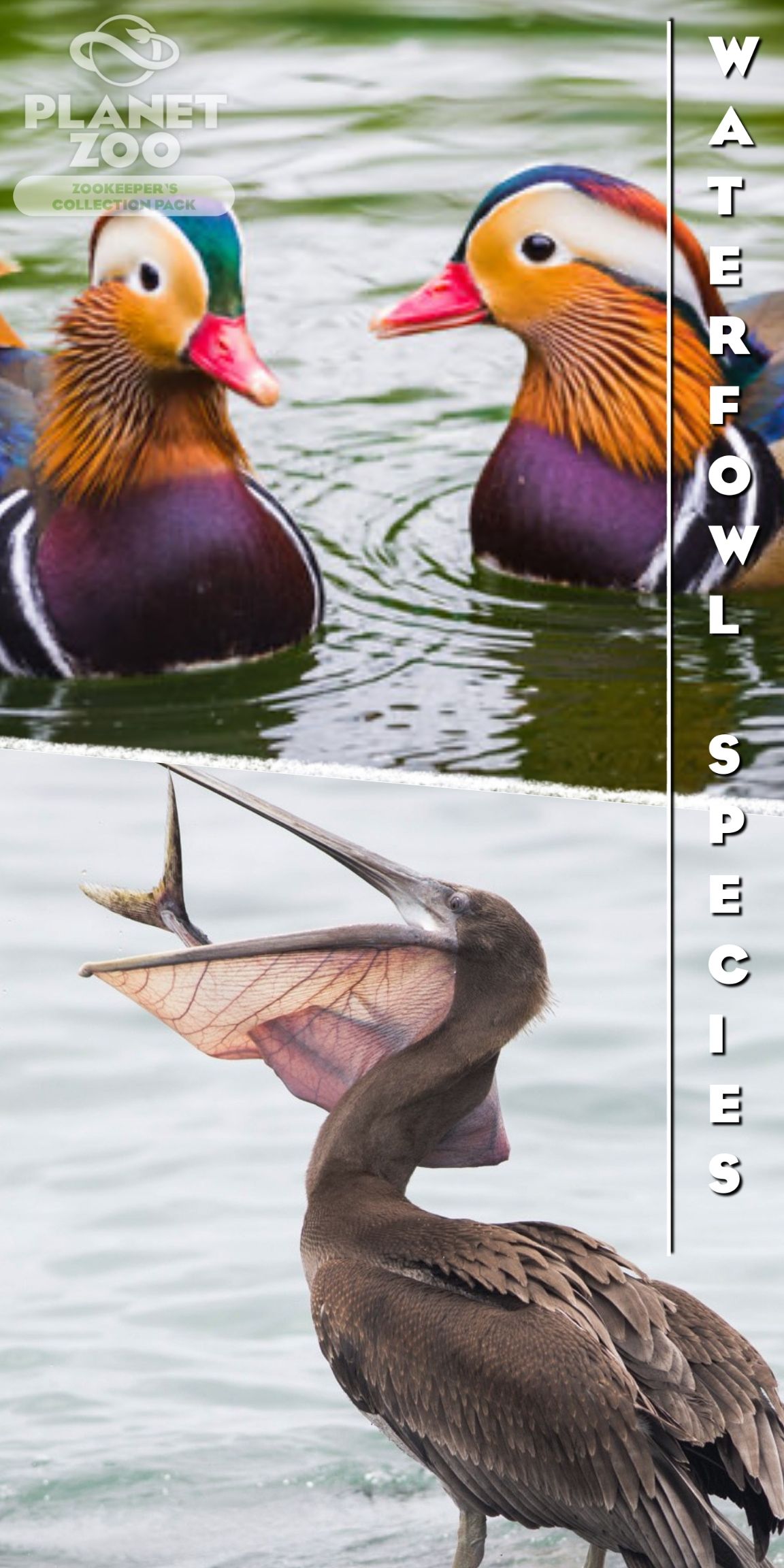 Animal Poster-6.jpg