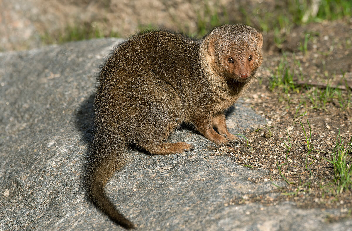 animals-dwarf-mongoose.jpg