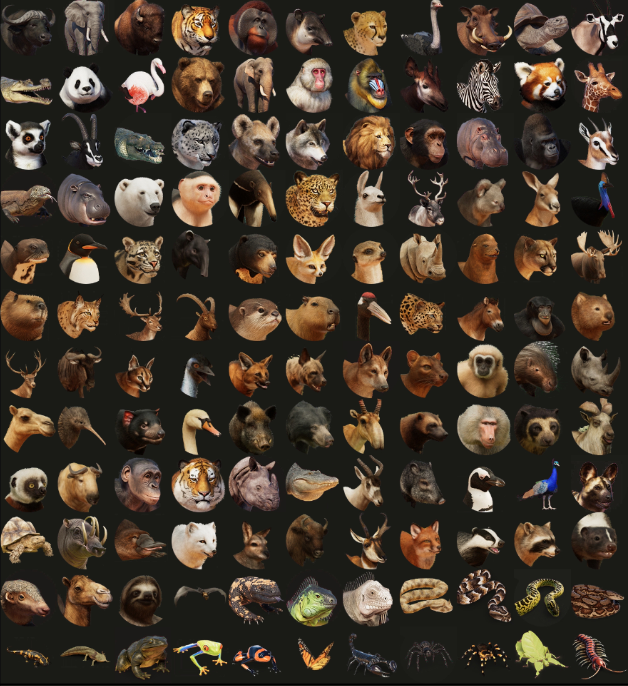 ANIMALS.jpg