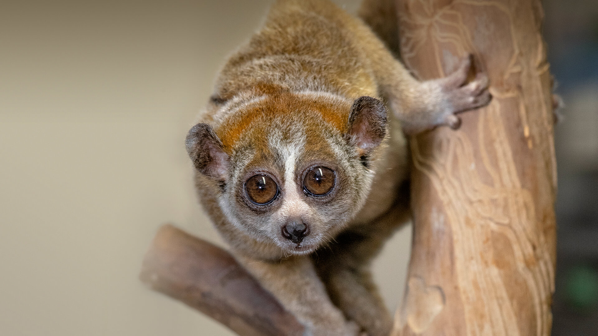 animals-pygmy-slow-loris.jpg