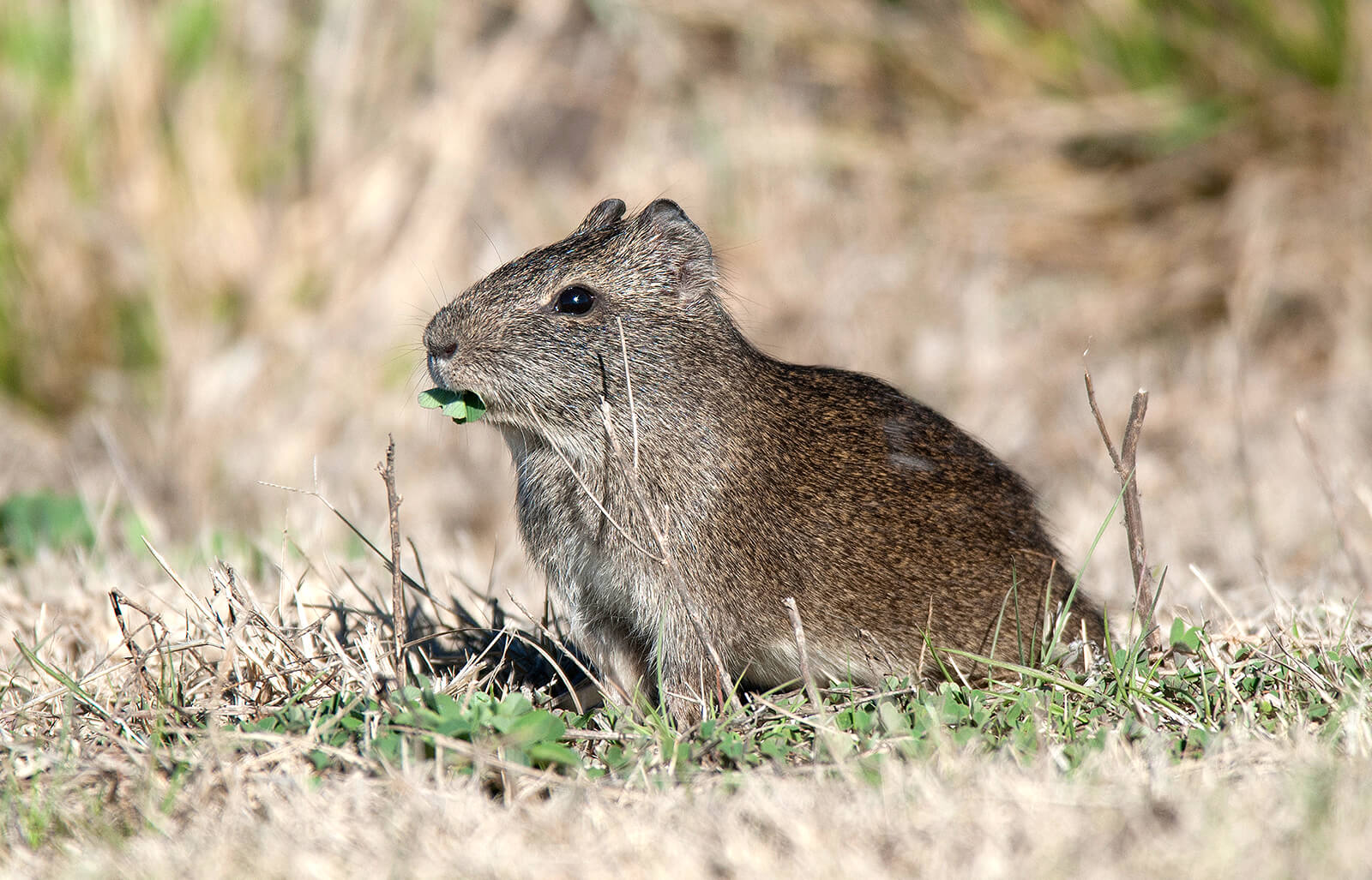 animals_Cavia-apereah.jpg