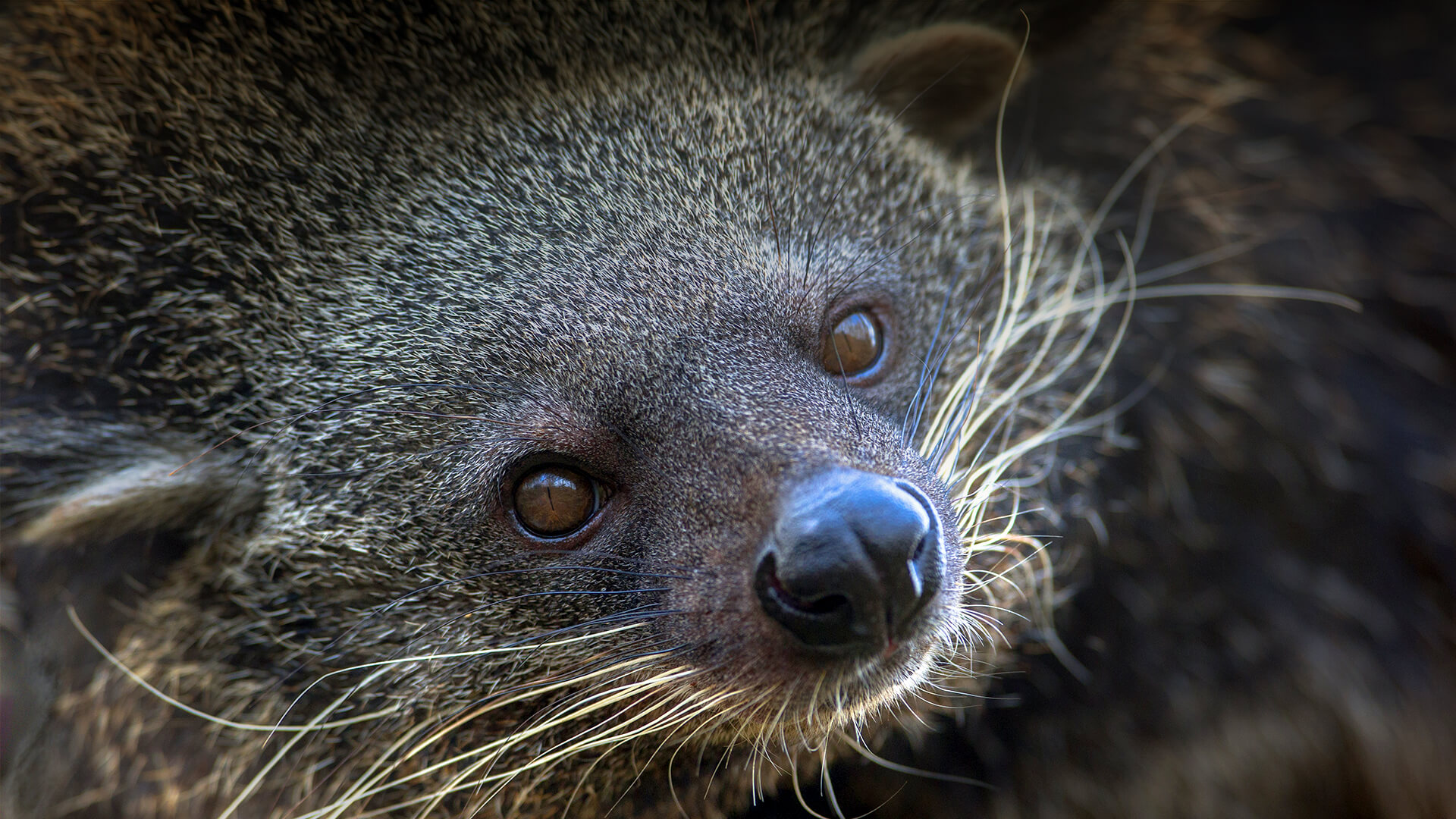 animals_hero_binterong.jpg