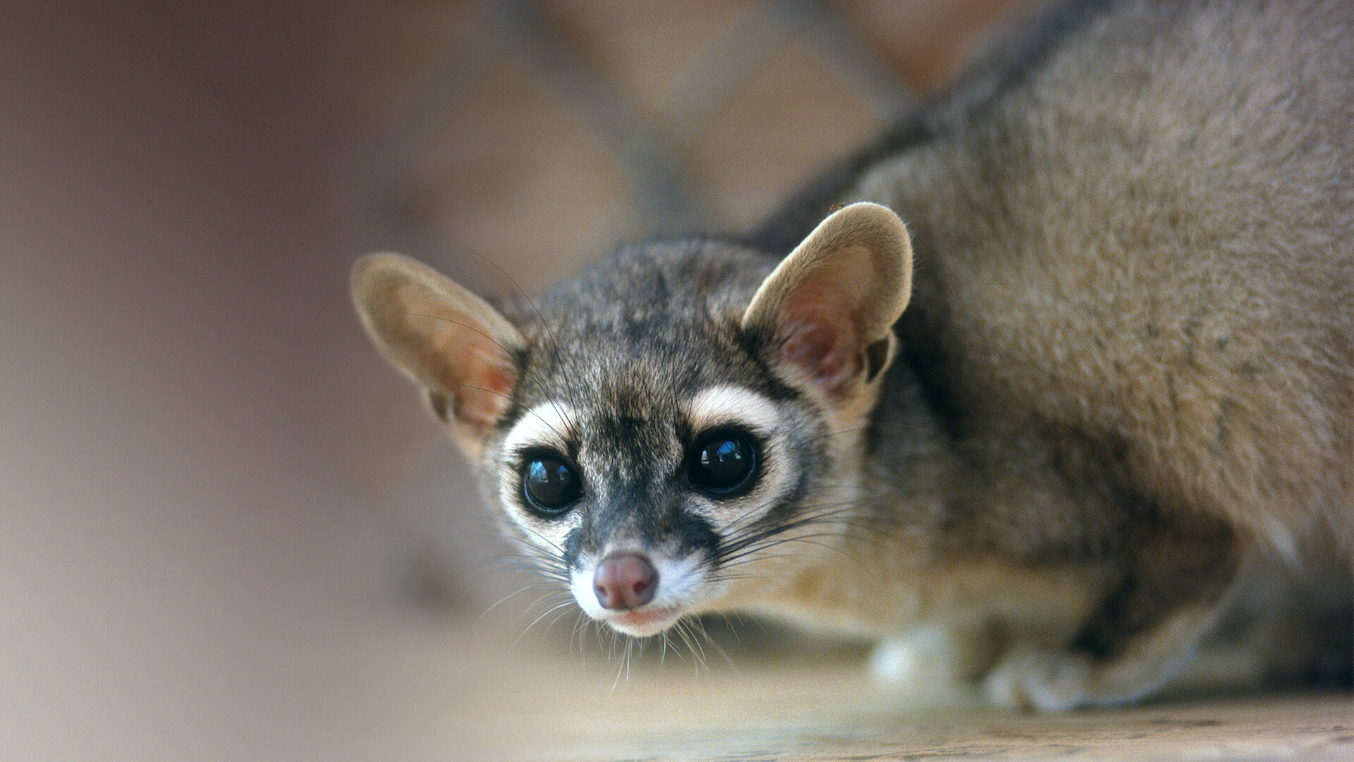 animals_hero_ringtail.jpg