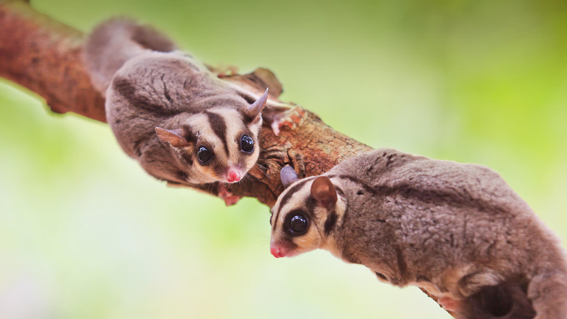 animals_hero_sugarglider.jpg