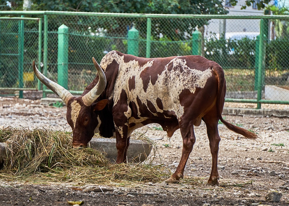 ankole-watusi.jpg
