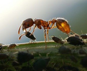 ant-collecting-honeydew-from-aphids8604110463107549670.jpg