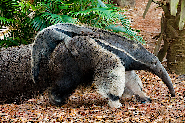 anteater.jpg
