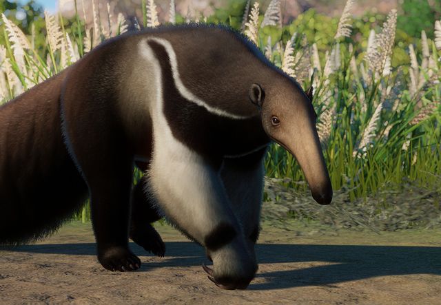 Anteaterzoopedia.jpg