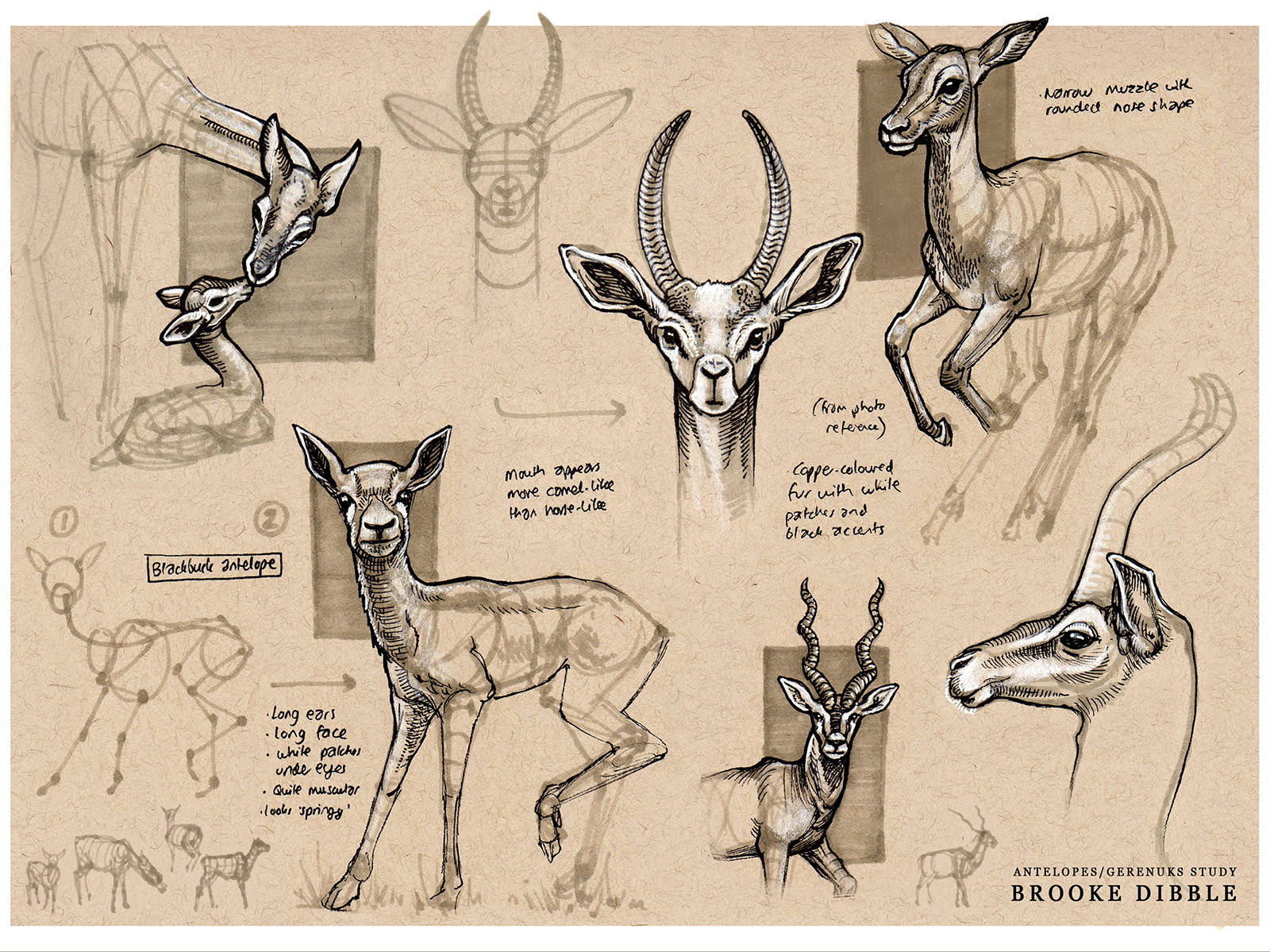 antelopes22.jpg