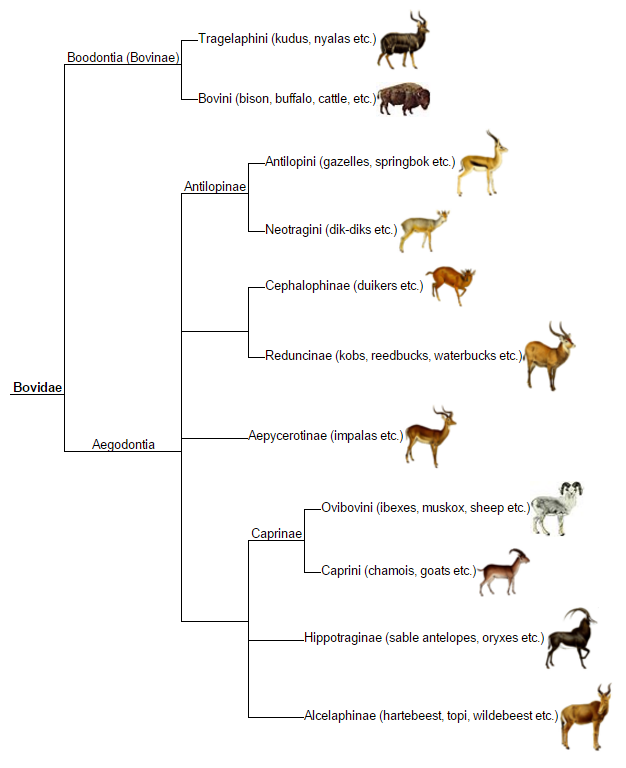 Antilope.png
