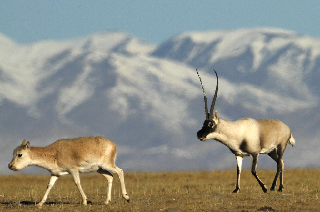 Antilope Tibetano.jpg