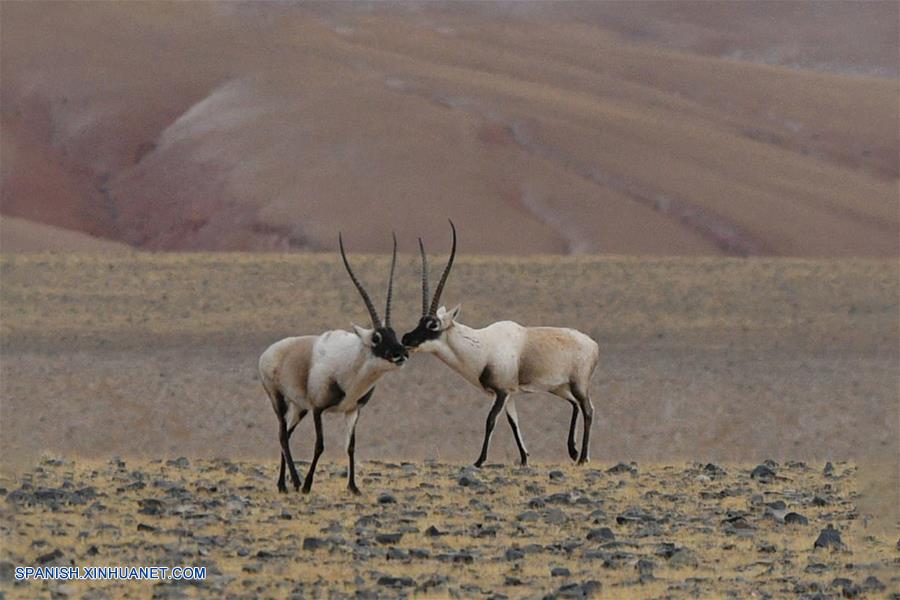 Antílope tibetano macho.jpg