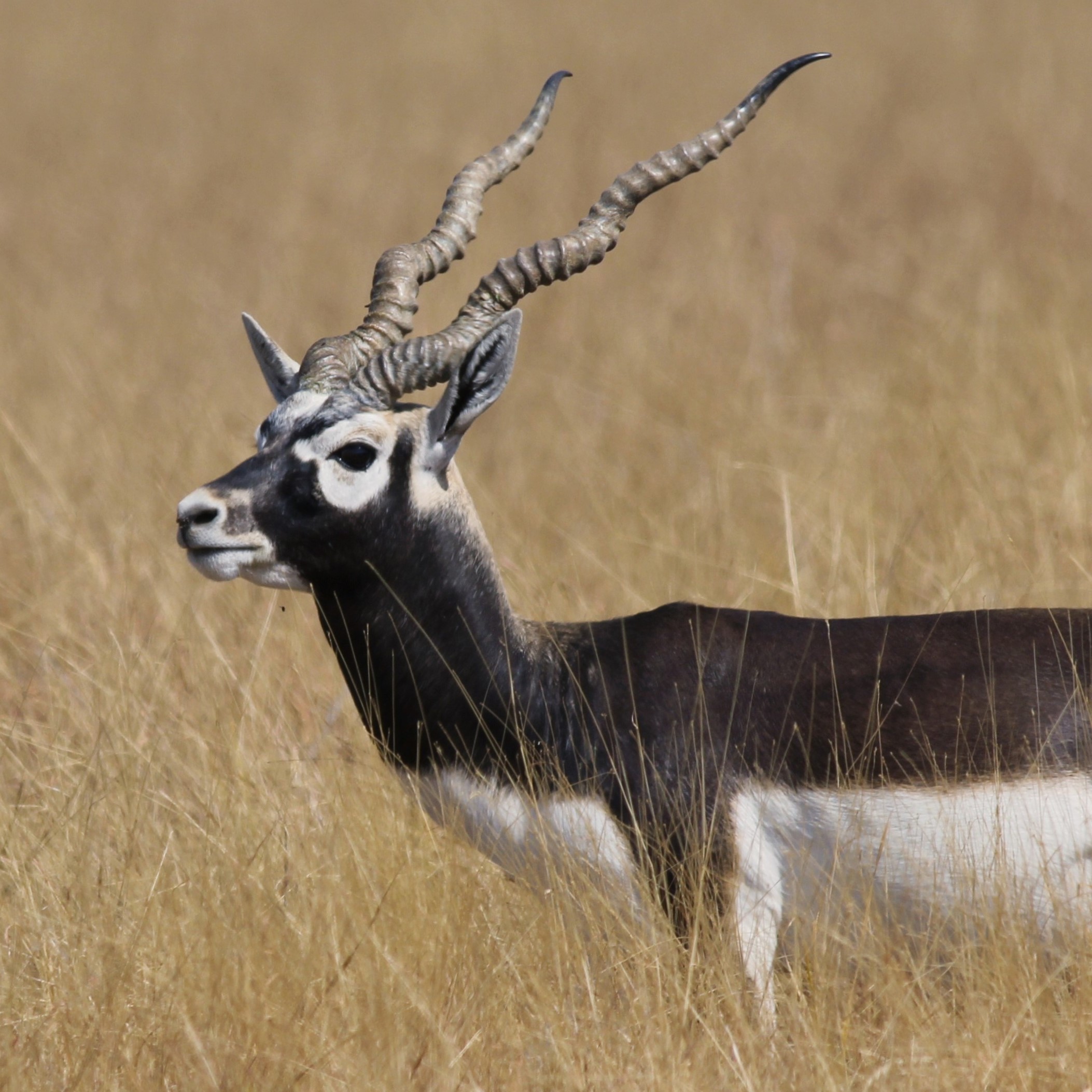 Antilope_cervicapra_from_velavadar.jpg