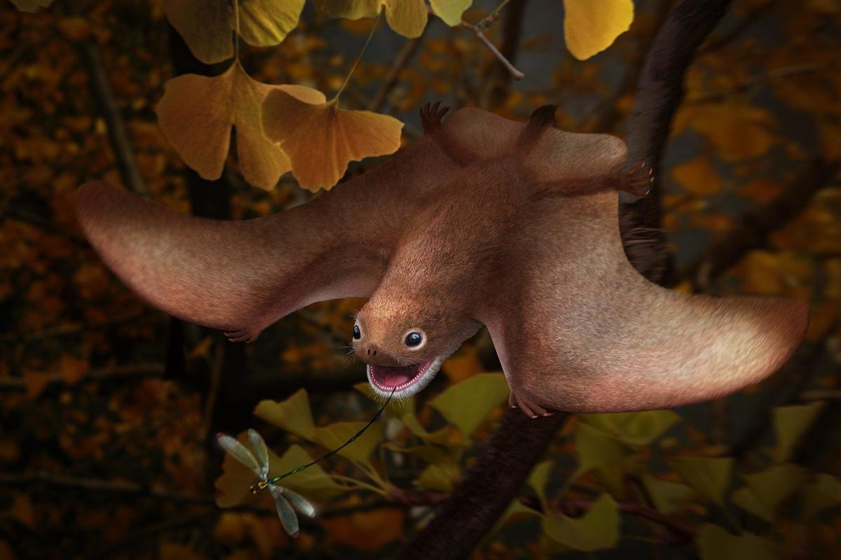 anurognathus_julio-lacerda_3x2.jpg