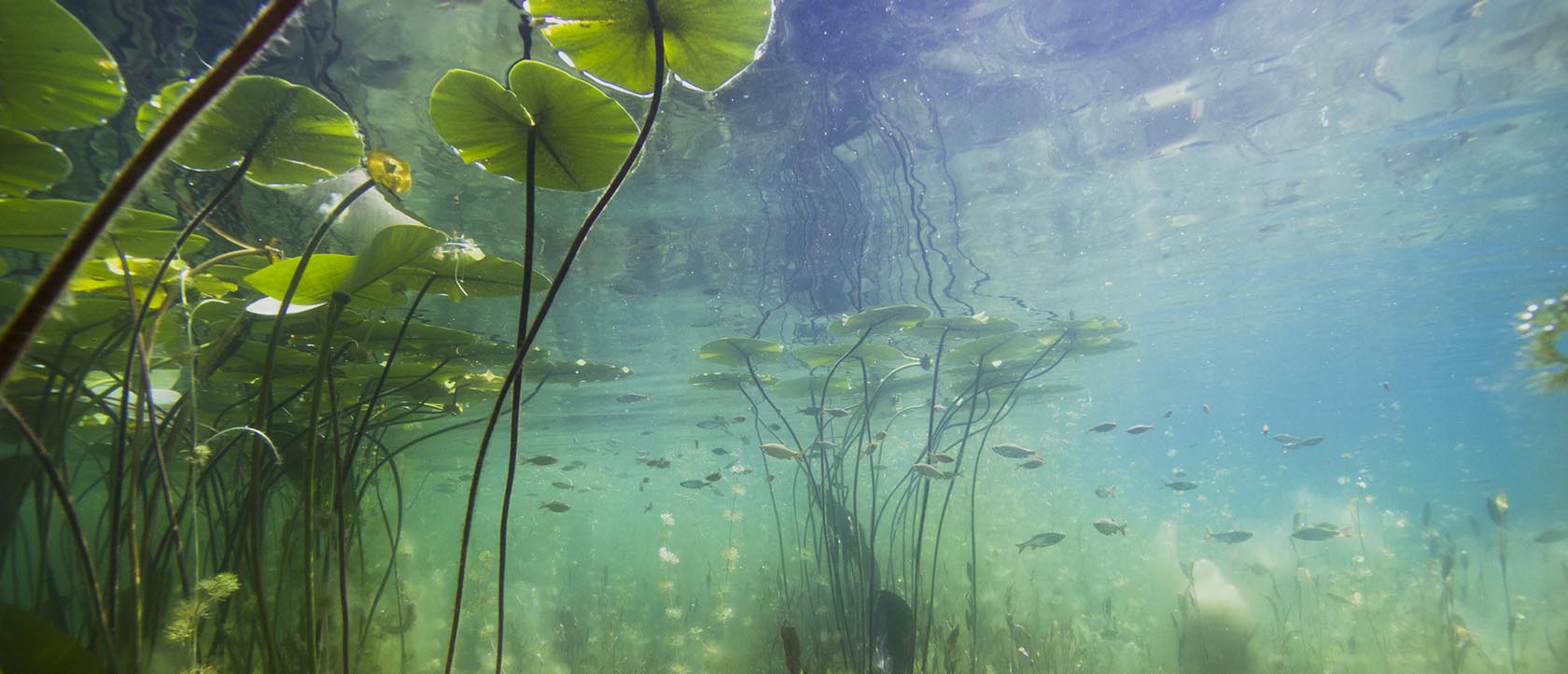 aquatic-plants.jpg