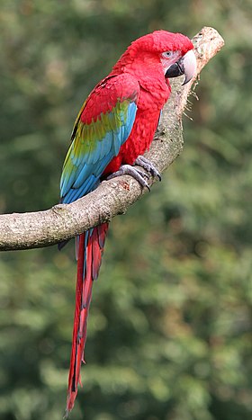 Ara_chloropterus_-Apenheul_Primate_Park_-Netherlands-8a.jpg