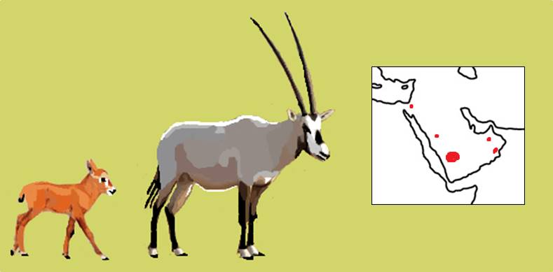 Arabian oryx.jpg