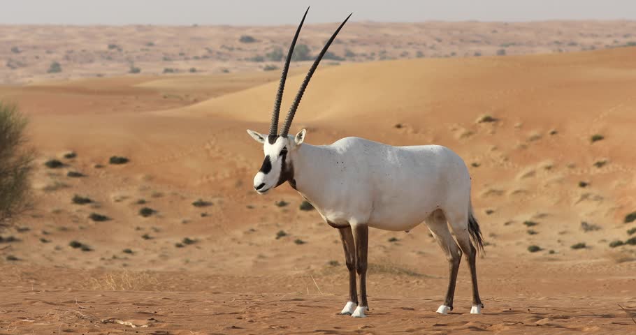 arabian oryx.jpg