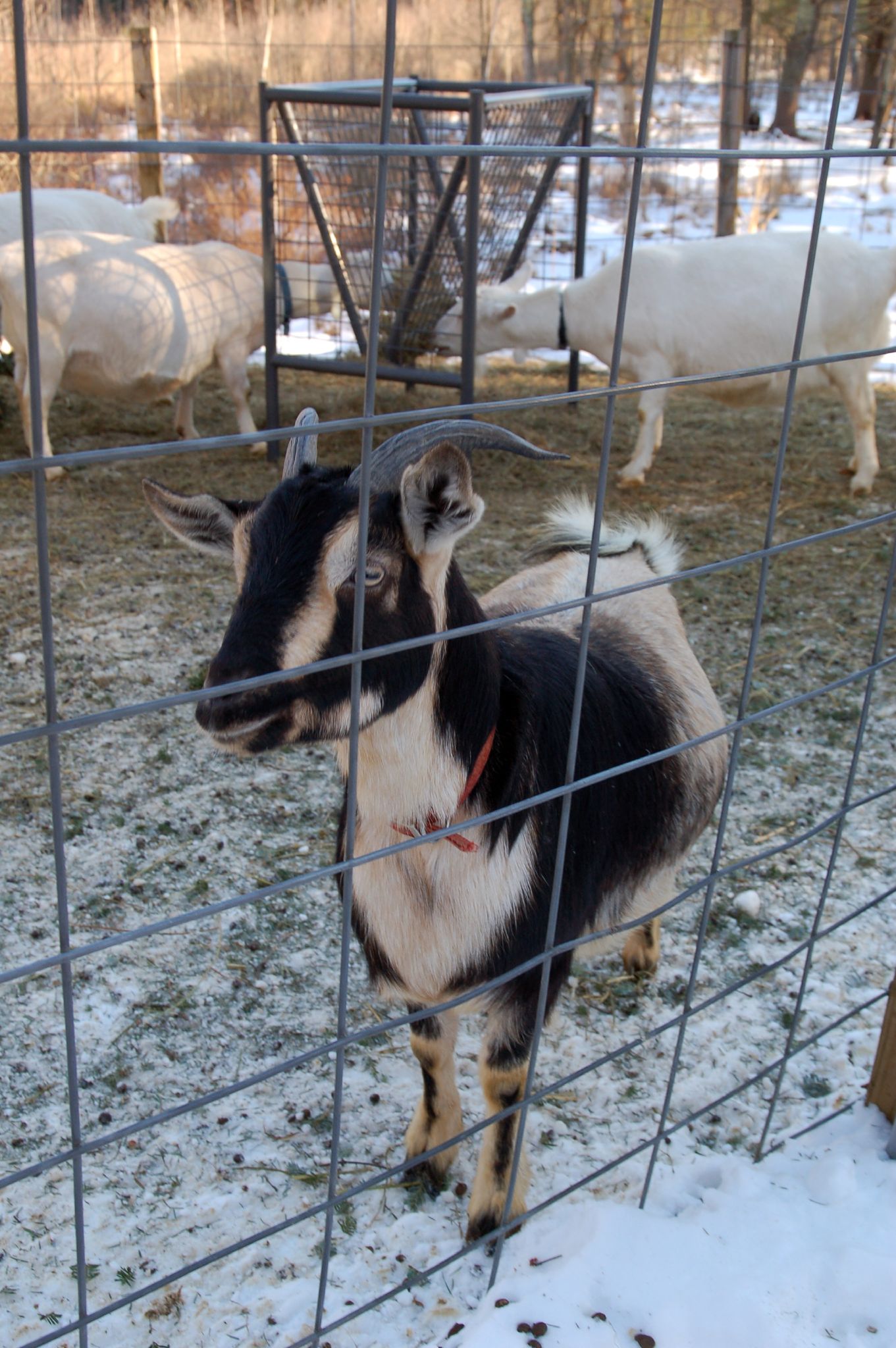 Arapawa_dairy_goat.jpg