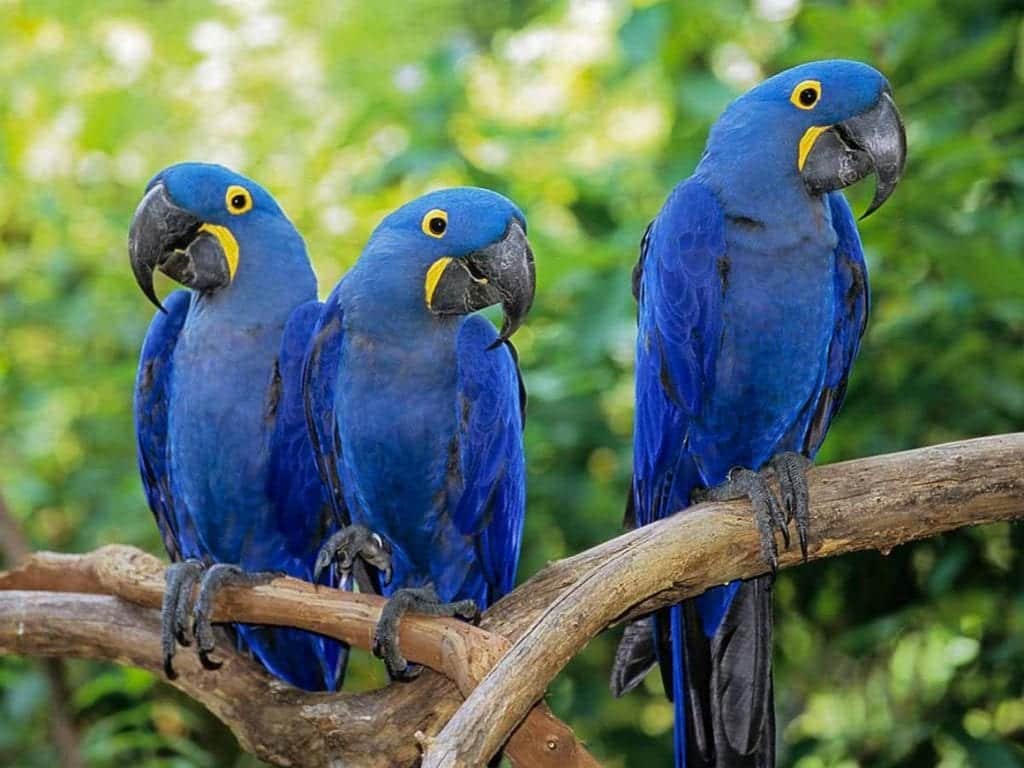 arara azul.jpg