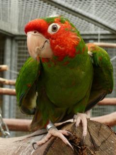 Aratinga mitrata tucumana.jpg