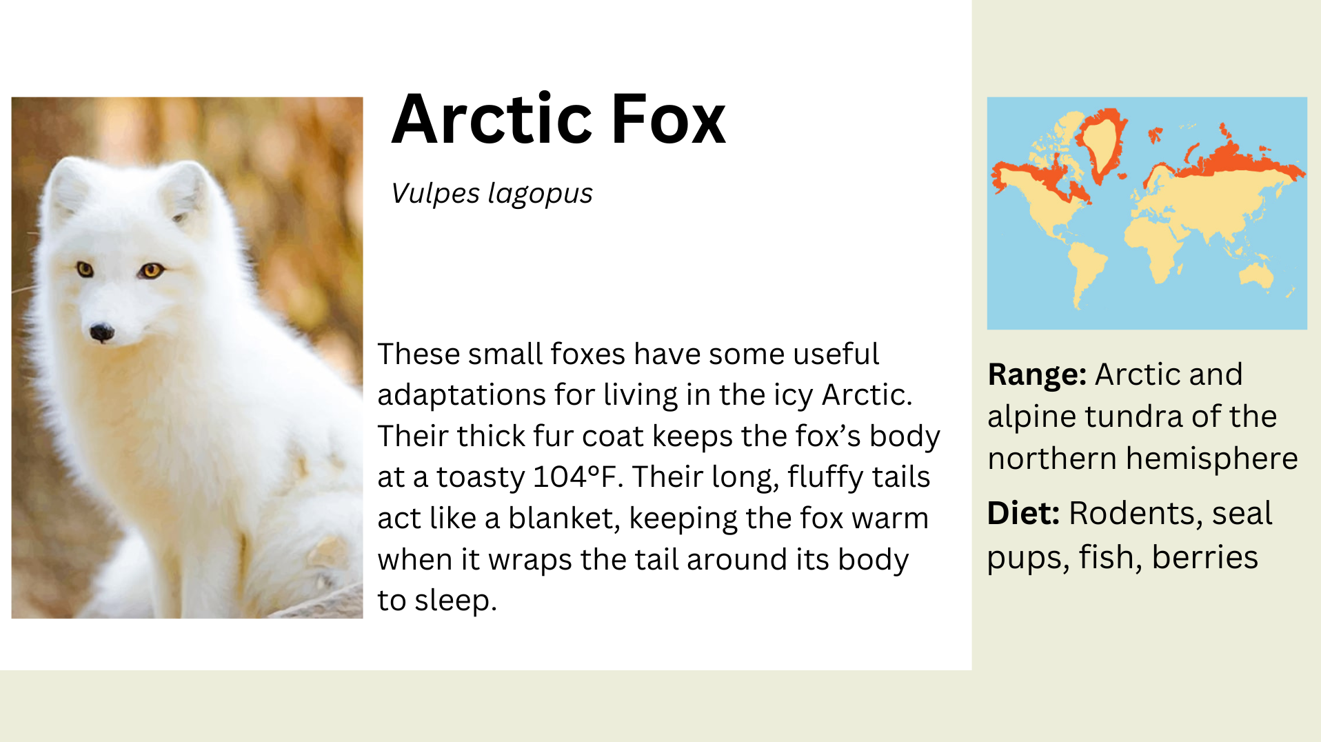 Arctic Fox info.png