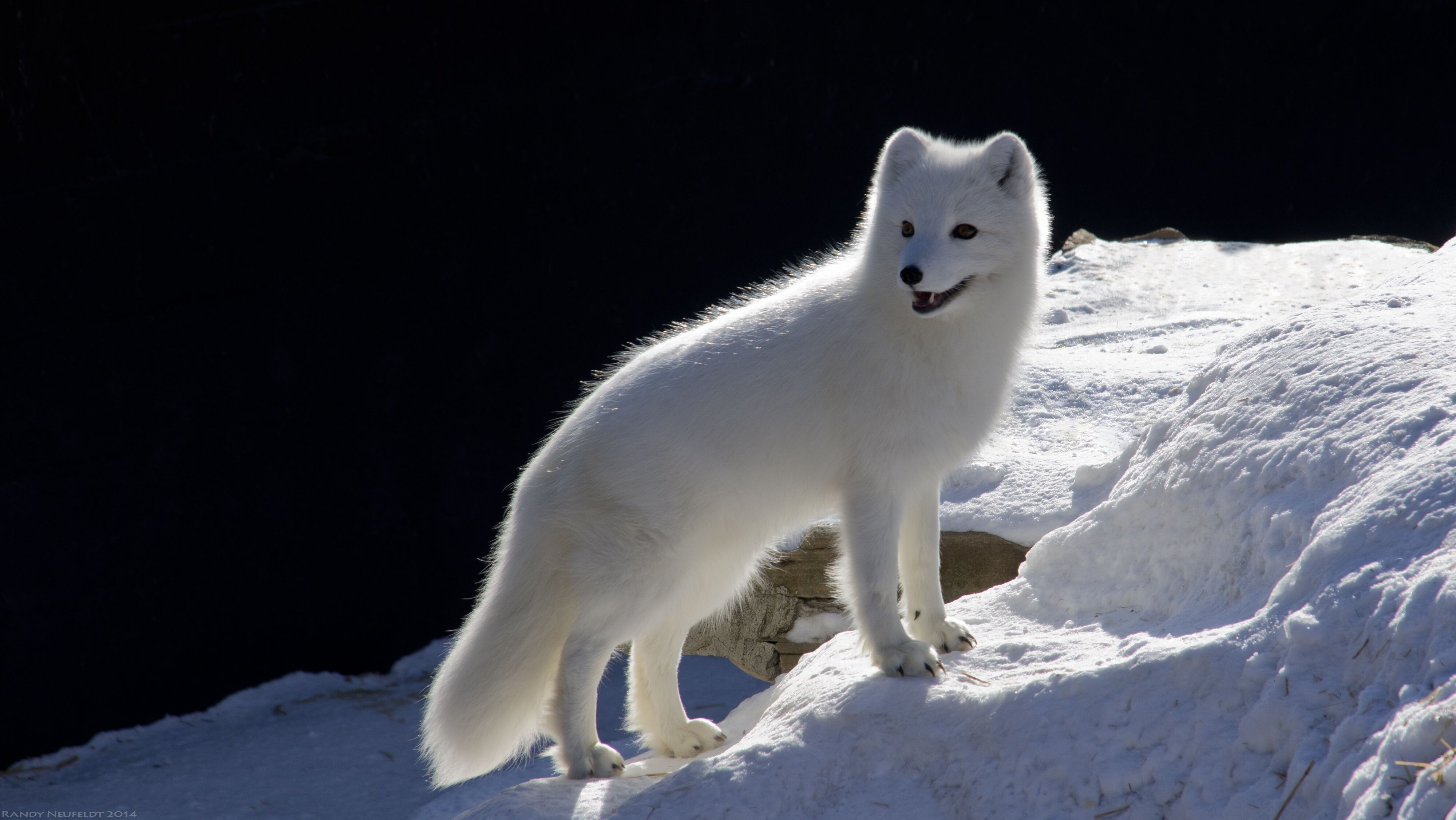 arctic fox.jpg