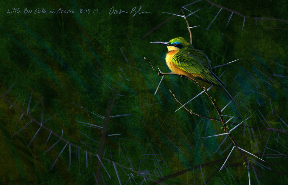 artAaron-Blaise-Little-Bee-Eater.jpg