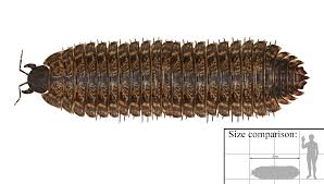 Arthropleura.jpg