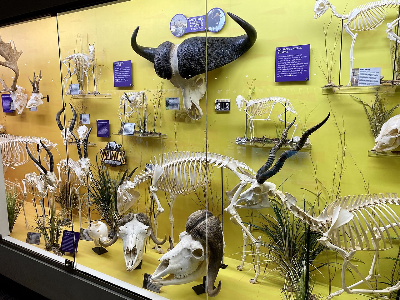 Artiodactyl_Exhibit.jpg