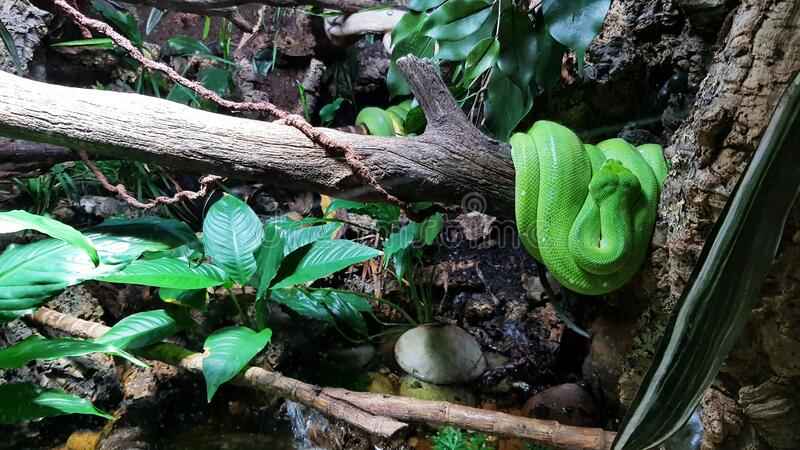 asian-green-pit-viper-asian-green-pit-viper-london-zoo-theme-park-215975870.jpg