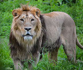 asiatic-lion.jpg