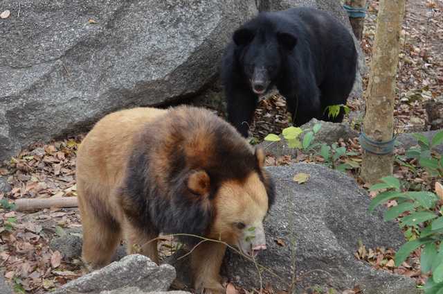 asiaticblackbear1.jpg