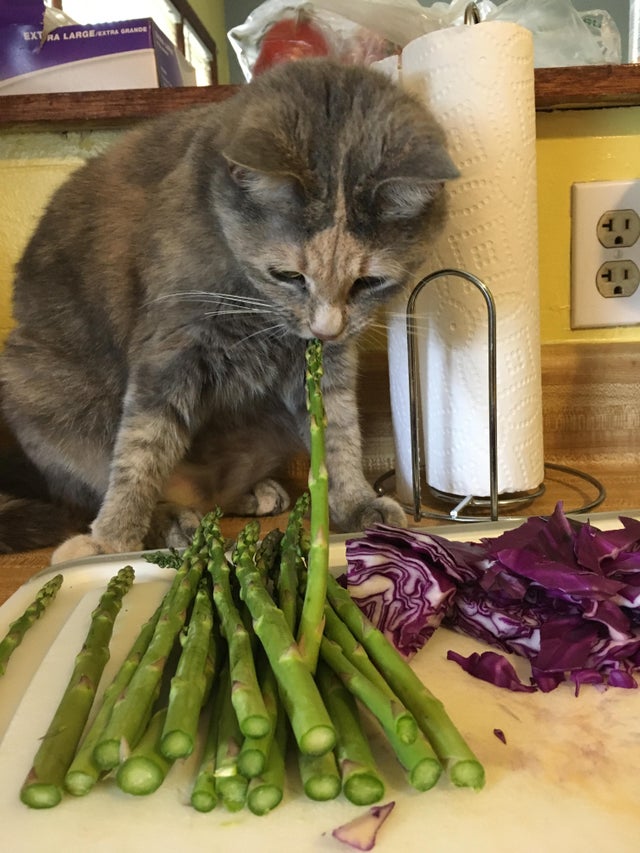 asparagus cat.jpg