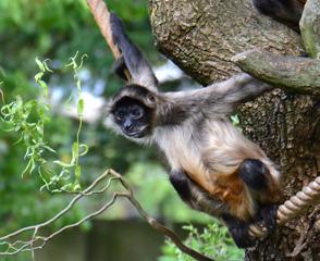 Ateles geoffroyi.jpg