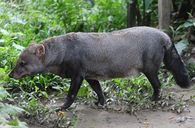 Atelocynus_microtis_en_amazonie_péruvienne.jpg