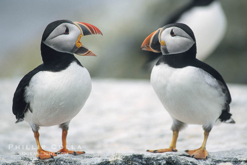 atlantic-puffin-machias-seal-island-photograph-03135-765208.jpg