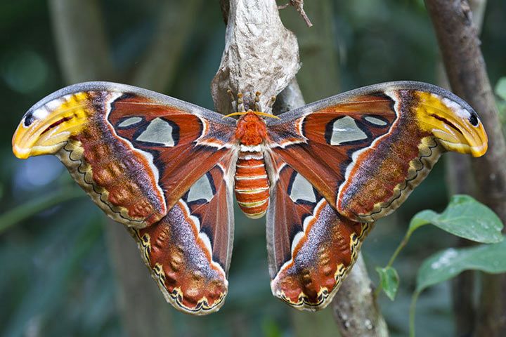 atlasspinner_schmetterling_l.jpg