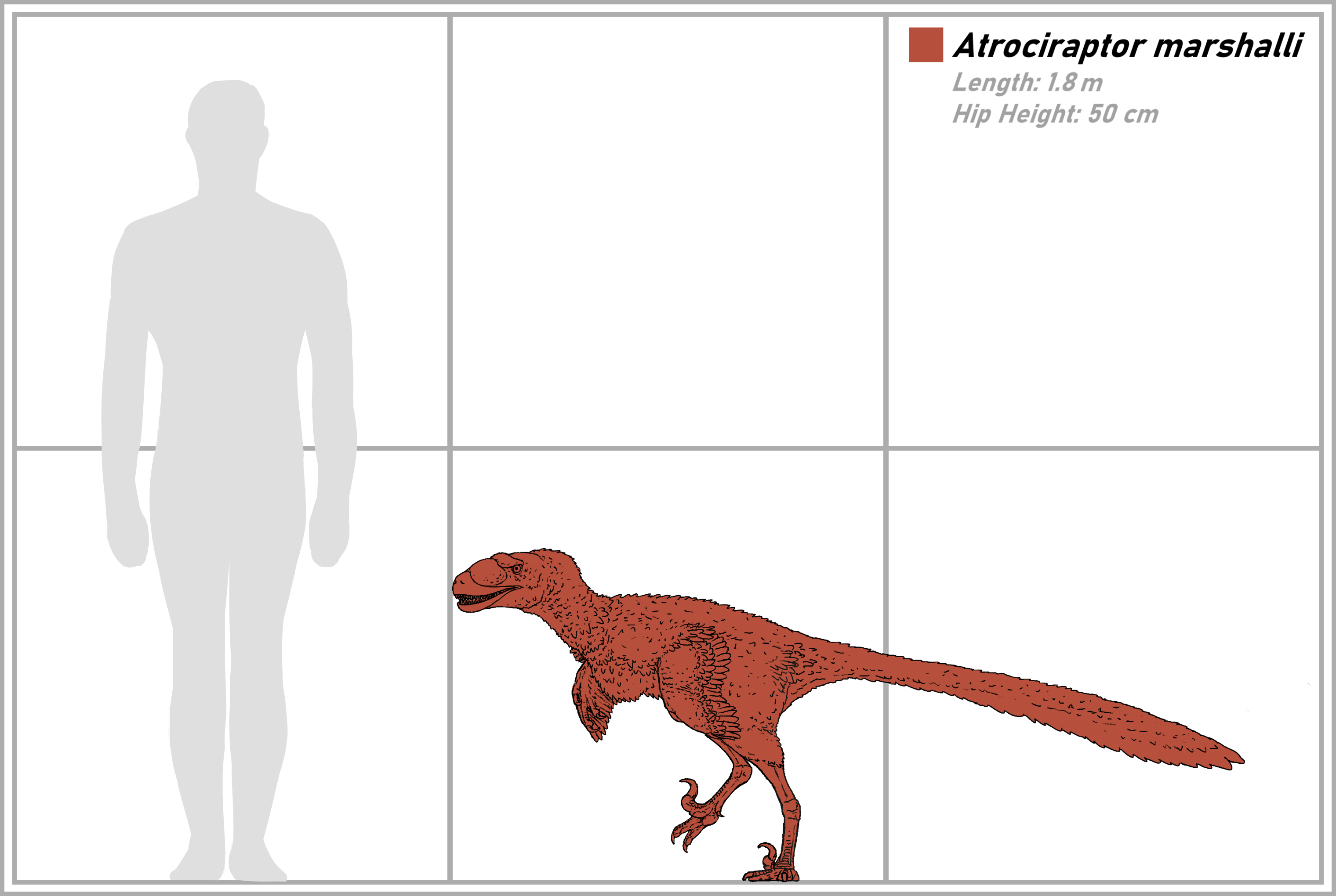 Atrociraptor_size.png