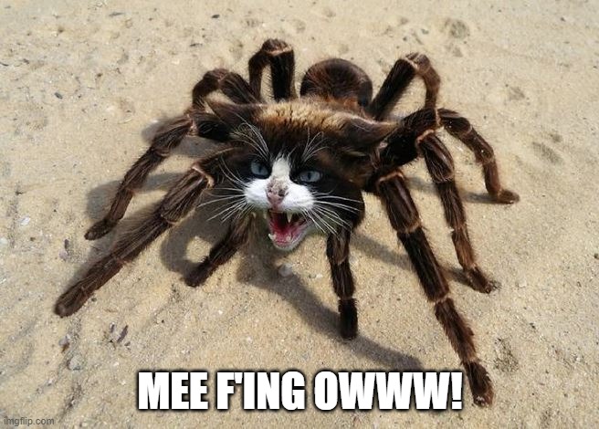 aussie kitty.jpg